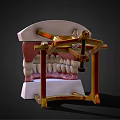 Dental Medical Device With Teeth And Gum Structure For Oral Teaching