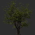 Tall Arbor with Lush Green Foliage and Spreading Branches in Natural Scene