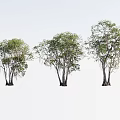 Three Lush Arbor Trees With Thick Trunks And Dense Foliage On White Background