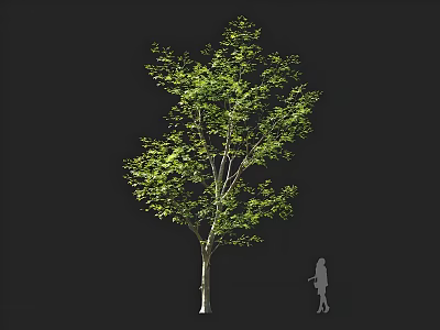 Single Arbor With Lush Green Foliage And Human Silhouette Showing Size Proportion 3d model