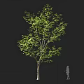 Single Arbor With Lush Green Foliage And Human Silhouette Showing Size Proportion