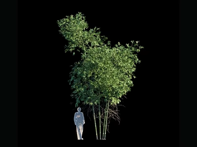 Tall Bamboo Plant With Lush Green Leaves And Human Silhouette Against Black Background 3d model