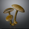 Natural Brown Mushrooms In Various Sizes With Round Caps And Long Stems