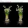 White Flowering Plants With Green Leaves Bulb Roots And Root System On Black Background