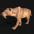 Realistic 3D Model of Saber Toothed Tiger With Detailed Fur And Long Canines