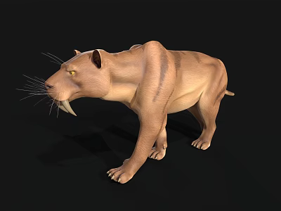 Realistic 3D Model of Saber Toothed Tiger With Detailed Fur And Long Canines 3d model