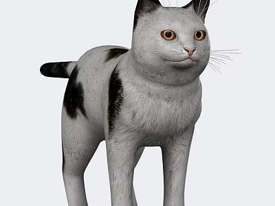 3D Model Cat With White Fur Black Spots Yellow Eyes And Erect Ears 3d model