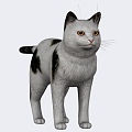 Cat Cat Cat Animal Reptile Small Animal Pet Cat Cute Realistic 3d model