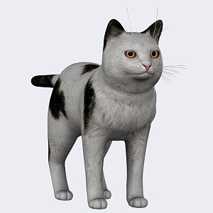 Cat Animal Reptile Small Animal Pet Cat Cute Realistic 3d model