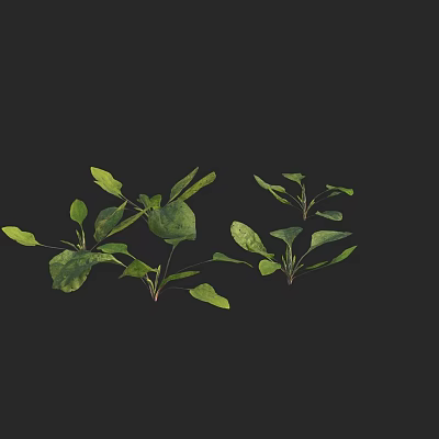 Modern plantain long fruit plantain 3d model Modern plantain long fruit plantain 3d model