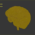 Highly Detailed 3D Rendered Human Brain Model With Anatomical Surface Structures