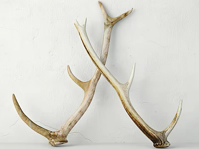 Pair of Natural Antler Decorative Ornament Set for Elegant Rustic Home Interior 3d model