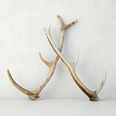 Pair of Natural Antler Decorative Ornament Set for Elegant Rustic Home Interior 3d model