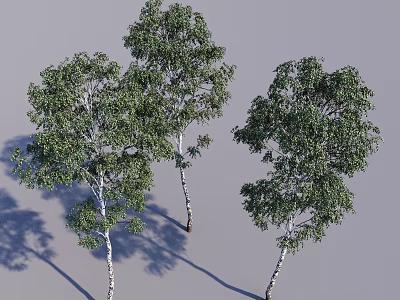 Three Tall Birch Trees With Green Foliage And White Trunks Casting Shadows On Gray Background 3d model