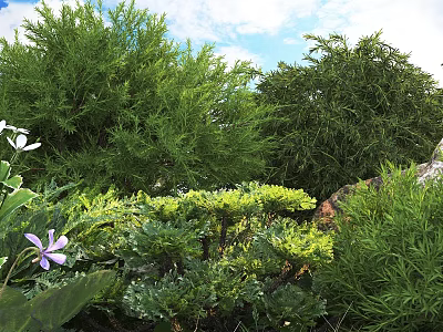 Lush Green Shrubs In Outdoor Garden With Various Foliage And Purple Flowers 3d model