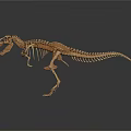 Complete Dinosaur Skeleton with Detailed Bone Structure on Black Background