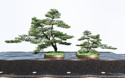 Pohan pine landscape trees landscape plants 3d model