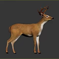 Realistic Orange And White Deer With Antlers Standing On Reflective Black Surface And Gray Background