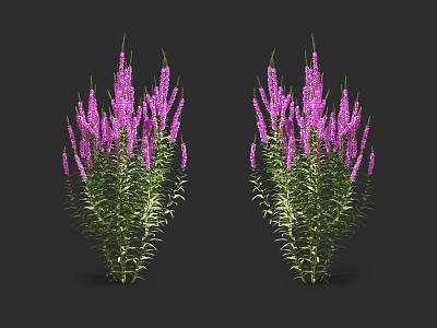Vibrant Purple Spiked Flowers With Lush Green Leaves Against Dark Background 3d model