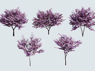 Blooming Purple Flowering Trees With Ornamental Lush Canopies And Slender Trunks 3d model