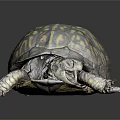 Turtle With Intricate Yellow Brown Patterned Shell On Dark Reflective Surface 3d model