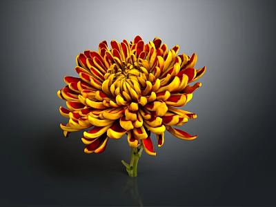 Vibrant Chrysanthemum With Red And Yellow Petals On Dark Background 3d model