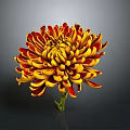 Vibrant Chrysanthemum With Red And Yellow Petals On Dark Background