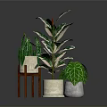 Indoor Green Plants With Variegated Leaves In Beige Ceramic Pot And Small Potted Decorations