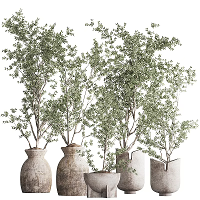 Lush Green Bonsai Potted Plants In Different Shaped Pots With Dense Foliage 3d model