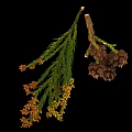 Green Leafy Plant Branches With Orange Yellow Flowers And Dark Brown Cones