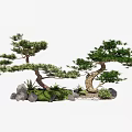 Graceful Pine Trees with Curved Trunks and Surrounding Green Moss Rocks 3d model