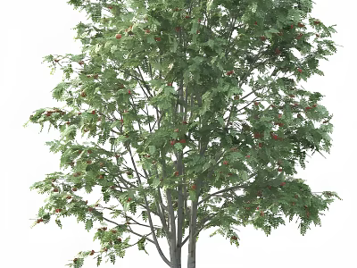 Lush Green Arbor Featuring Dense Foliage Slender Branches And Red Berries 3d model