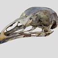 Detailed Avian Skull Skeleton With Natural Bone Texture And Beak Features