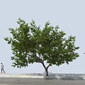 Cherry Trees With Green Leaves And Red Fruits Growing On Stone Pavement