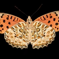 Vibrant Orange Butterfly with Black Spots on Spread Wings against Black Background