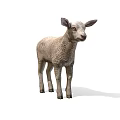 Adorable Grey Lamb Standing On White Background With Soft Shadow