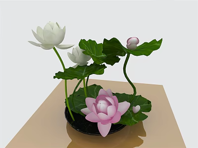 White And Pink Lotus Flowers With Green Leaves In Black Bowl On Light Tabletop 3d model