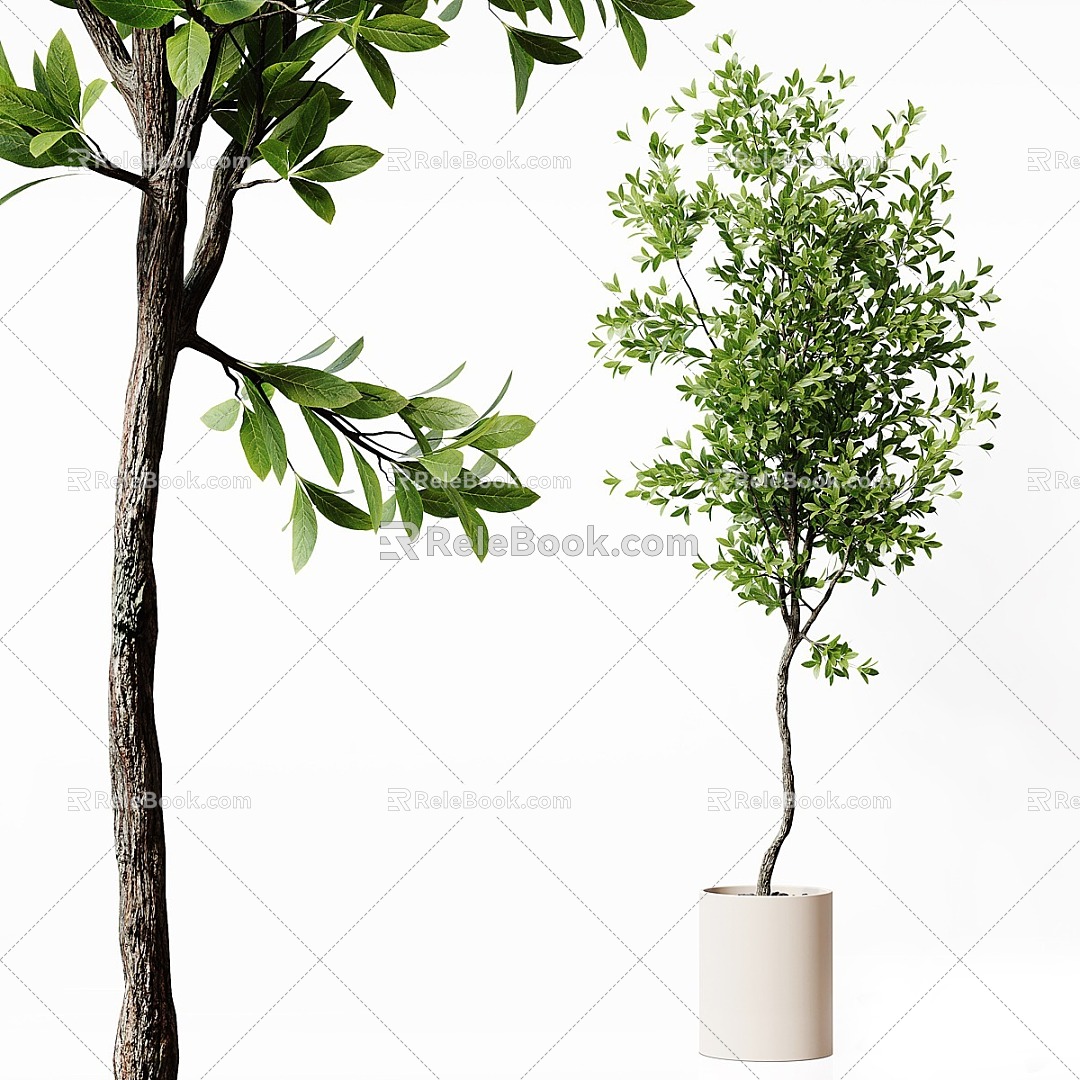 Green Plant Bonsai Landscape Green Plant Plant Indoor Green Plant 3d model