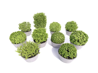 Multiple Green Bonsai Potted Plants in Gray Pots with Round Greenery Arranged Together 3d model