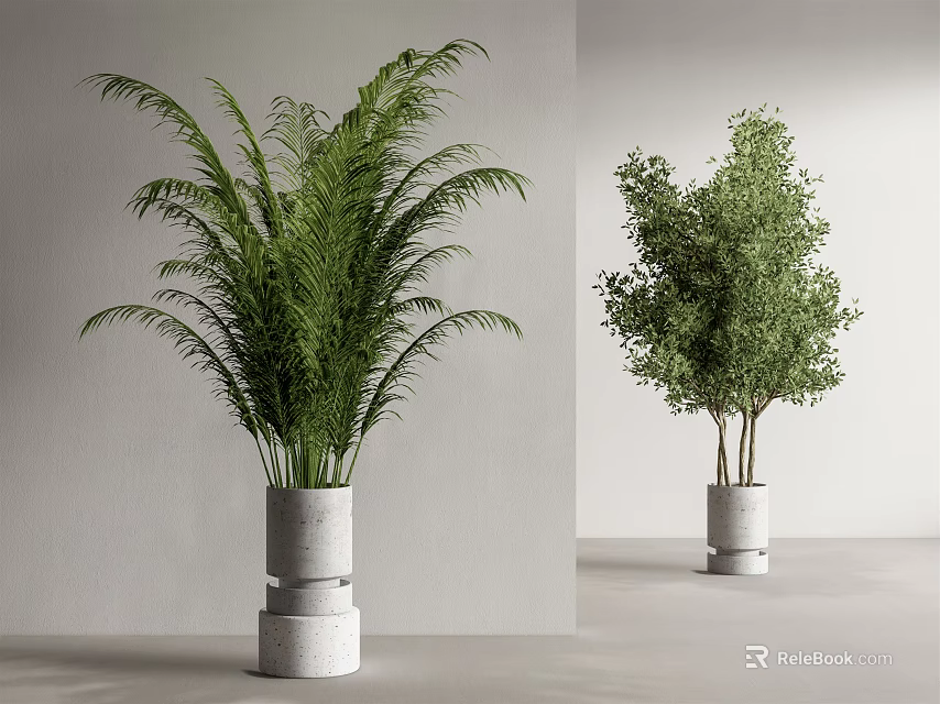 Bonsai Potted Plants with Lush Green Foliage in White Stacked Planters and Minimalist Gray Background 3d model 