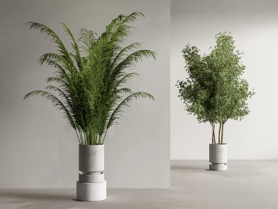Bonsai Potted Plants with Lush Green Foliage in White Stacked Planters and Minimalist Gray Background 3d model