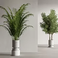 Bonsai Potted Plants with Lush Green Foliage in White Stacked Planters and Minimalist Gray Background