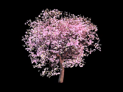 Flowering Arbor With Pink And White Blossoms And Lush Canopy On Dark Background 3d model