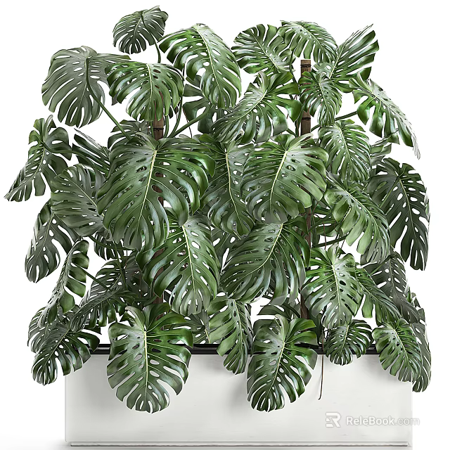 Potted Tropical Monstera Plant With Large Green Perforated Leaves For Indoor Decor 3d model 