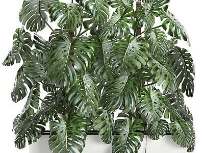 Potted Tropical Monstera Plant With Large Green Perforated Leaves For Indoor Decor 3d model