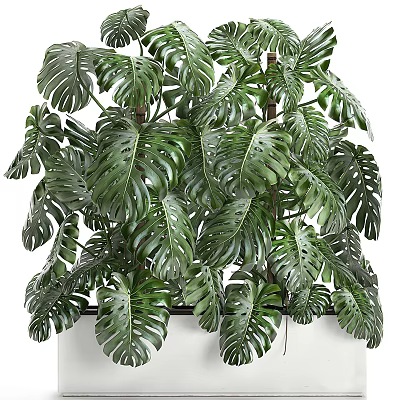 Potted Tropical Monstera Plant With Large Green Perforated Leaves For Indoor Decor 3d model