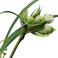 Decorative Glass Vases With Green Plants And Spherical Blooms On White Pedestal