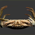 Realistic Brownish Crab With Large Claws Front View Isolated On Dark Background 3d model