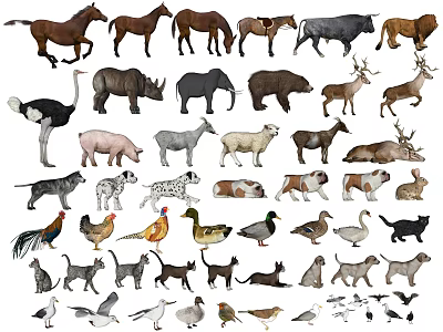 Various Reptile Species Such as Snakes Lizards and Turtles in Wildlife Collection 3d model