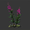 Vibrant Plant With Green Leaves Pink Flowers Small Leaves And Soil